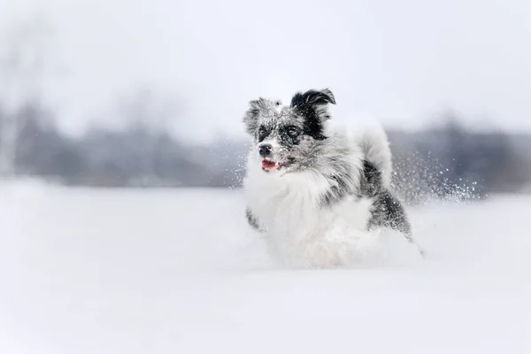 Heureux frontière collie chien courir dans la neige — Photo