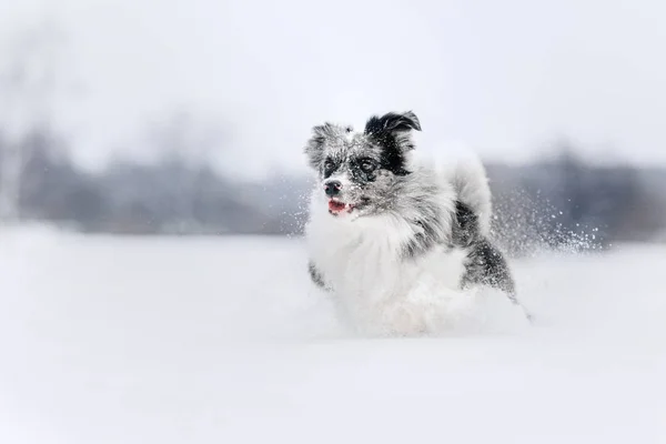 Happy border collie dog running in the snow — Stock Photo, Image