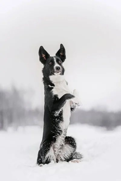 Bedårende grænse collie hund poserende udendørs om vinteren - Stock-foto