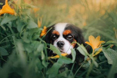 Cavalier kral Charles spaniel köpek portresi açık havada çiçeklerle