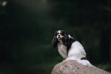 Süvari Kralı Charles Spaniel bir kayanın üzerinde oturur.