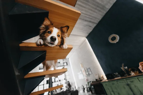 Border collie dog mira hacia abajo desde la escalera interior — Foto de Stock
