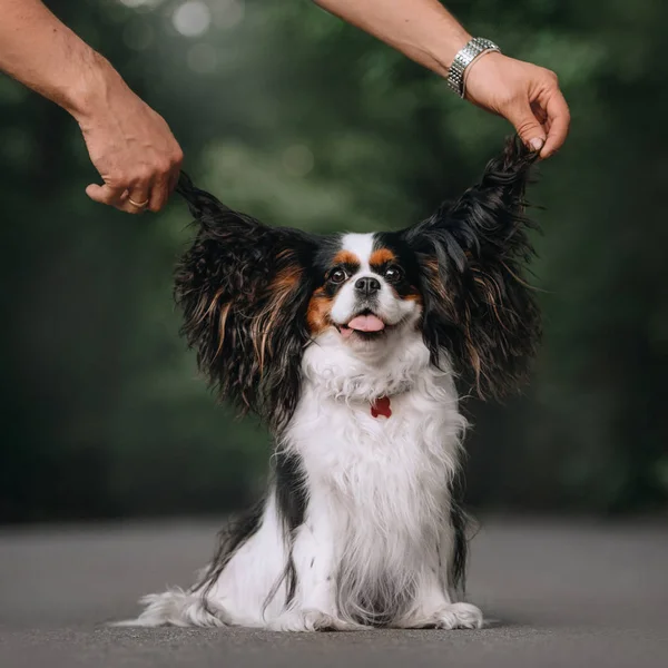 Propriétaire mains tenant des oreilles de chien dans les airs — Photo