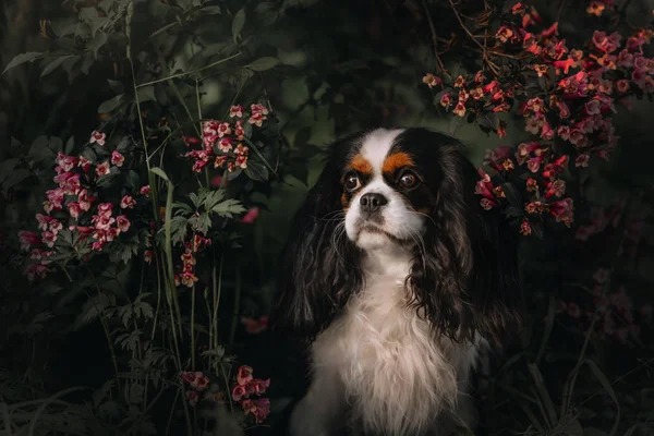 キャバリエ王チャールズ・スパニエル犬の肖像画屋外 — ストック写真