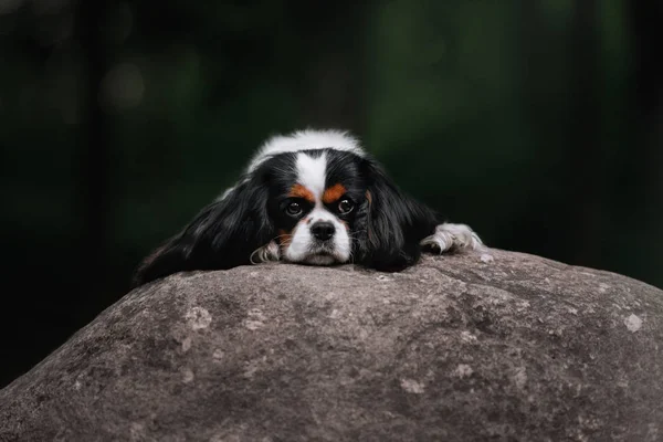 Cavalier kung charles spaniel hund liggande utomhus — Stockfoto