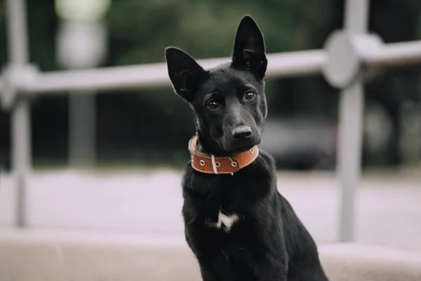 Lindo negro perro perro retrato al aire libre en verano —  Fotos de Stock