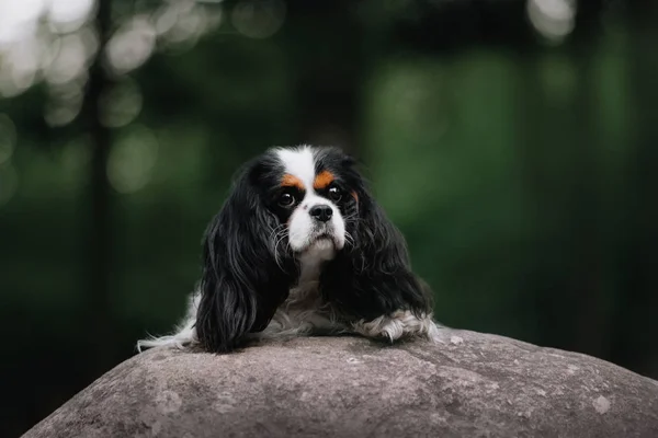 Kavalierkönig Karl Spaniel Hund liegend im Freien — Stockfoto