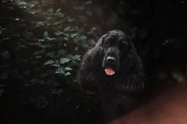 Dark english cocker spaniel dog portrait in the bushes — Stock Photo, Image