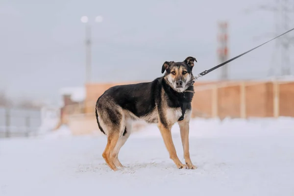 Stydlivý smíšený plemeno pes chůze v zimě na vodítku — Stock fotografie