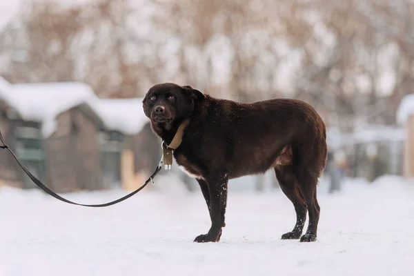 Blyg svart blandras hund stående utomhus på vintern — Stockfoto