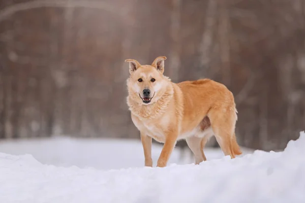 Glad rød hund med sjove ører poserende udendørs - Stock-foto