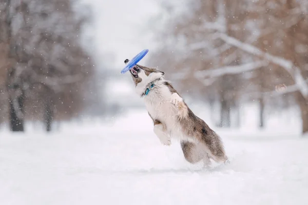 Granica collie pies złapać latający dysk na zewnątrz w zimie — Zdjęcie stockowe