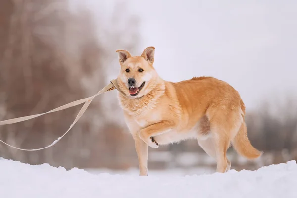 Μικτή φυλή σκυλί στέκεται στο χιόνι με το πόδι προς τα πάνω — Φωτογραφία Αρχείου