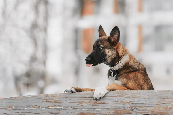 Joven mestizo perro retrato al aire libre en invierno — Foto de Stock