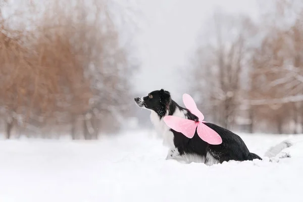 冬に屋外でポーズをとる黒のボーダーコリー犬 — ストック写真