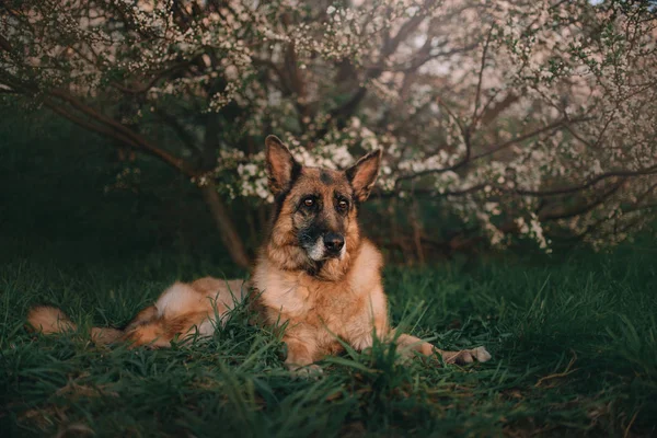 German shepherd dog lying down under a blooming tree — Stock Photo, Image