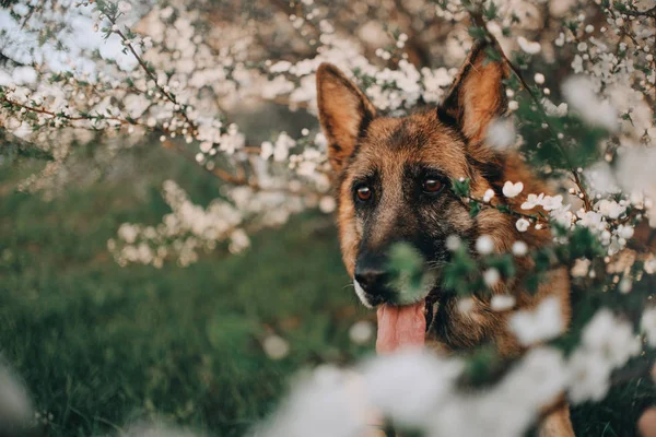 Viejo perro pastor alemán posando por un árbol floreciente — Foto de Stock