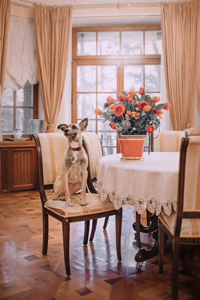 Vegyes fajta kutya ül beltérben egy széken az asztalnál virágokkal — Stock Fotó