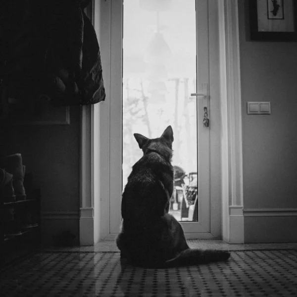 Chien berger allemand assis près de la porte à l'intérieur — Photo