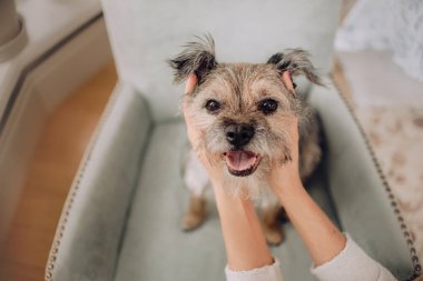 Melez köpek portresi sahibi tarafından kapalı mekanda tutulur.