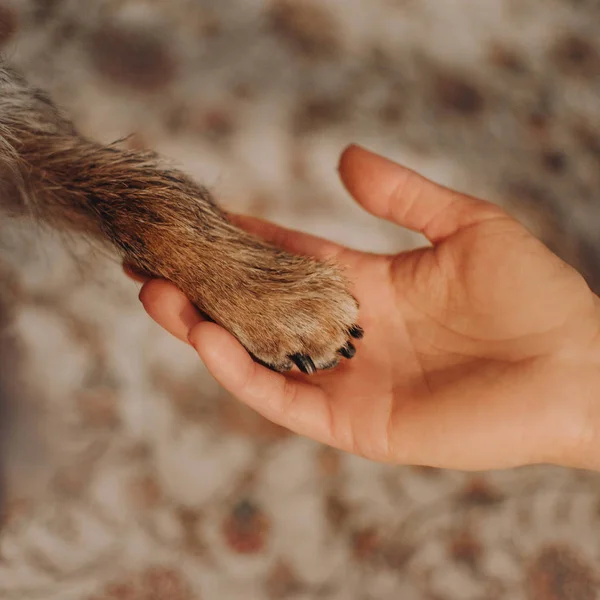 Крупным планом снимок собачьей лапы в руке хозяина — стоковое фото