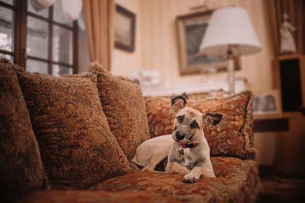 Mały mieszany pies odpoczywający w salonie na łóżku — Zdjęcie stockowe