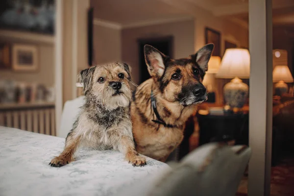 Zwei entzückende Hunde posieren zusammen im Wohnzimmer — Stockfoto