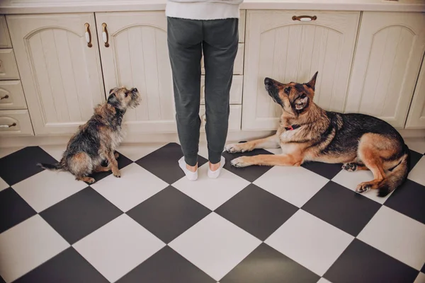 Två hundar väntar i köket med ägarens ben — Stockfoto