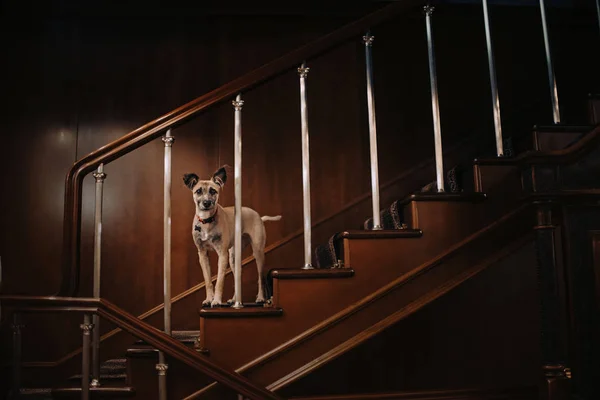 Μικτή φυλή σκυλί ποζάρουν σε μια ξύλινη σκάλα σε εσωτερικούς χώρους — Φωτογραφία Αρχείου