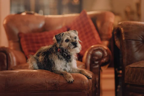 Mixed breed dog lying down on a sofa indoors — Stock Photo, Image