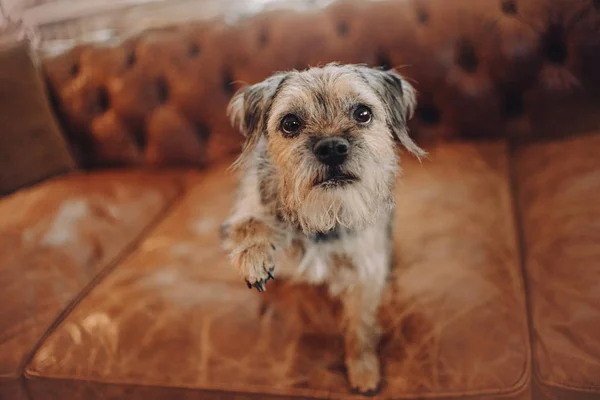 Mieszane rasy pies dając łapę w pomieszczeniach na kanapie — Zdjęcie stockowe