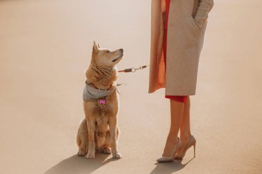 Sokakta sahibinin yanında oturan tasmalı melez bir köpek.