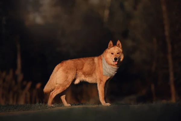Змішана порода собака стоїть на відкритому повітрі в вечірньому світлі в бандані — стокове фото
