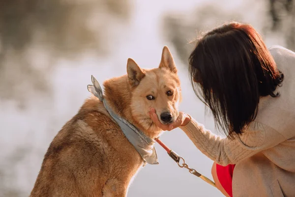 Gemengd ras hond poseren met eigenaar buiten — Stockfoto