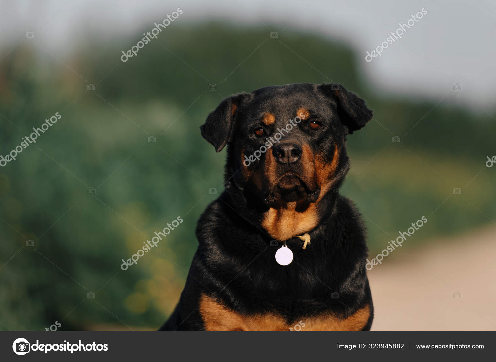 ミックス犬 ラブラドール ロットワイラー 白い犬の血統書付きイラスト素材透過、PNGフリー画像ダウンロード - Pngtree, image size:1600x1168