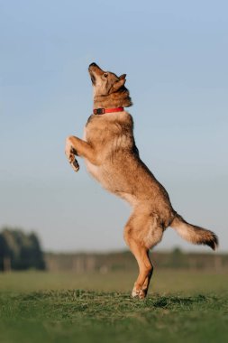 Yazın dışarı atlayan gri melez bir köpek.