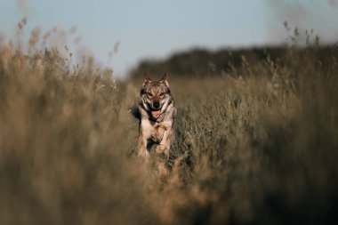 Mutlu gri köpek yaz tarlasında koşuyor.