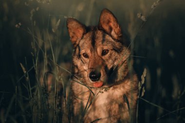 grey mixed breed dog portrait outdoors in summer