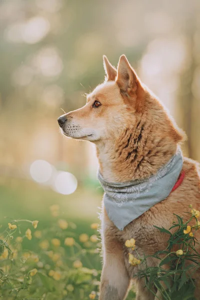 Lindo mixto crianza perro posando al aire libre en un bandana —  Fotos de Stock