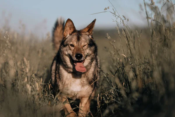 Счастливая собака смешанной породы позирует в высокой траве — стоковое фото