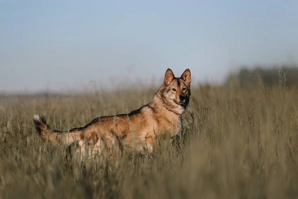 Grey mixed breed dog posing on a field in tall grass — Stock Photo, Image