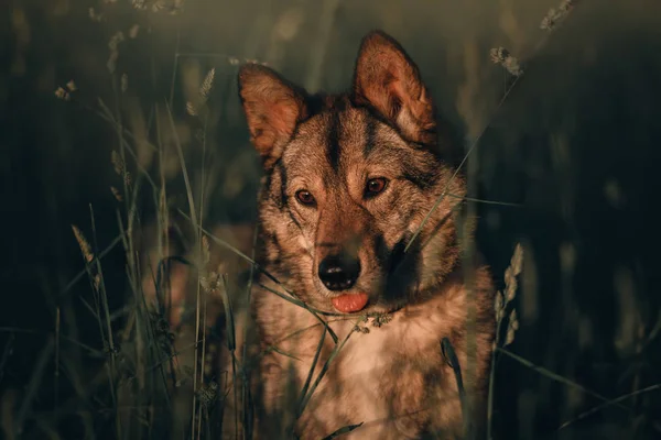 Gris mestizo perro retrato al aire libre en verano —  Fotos de Stock