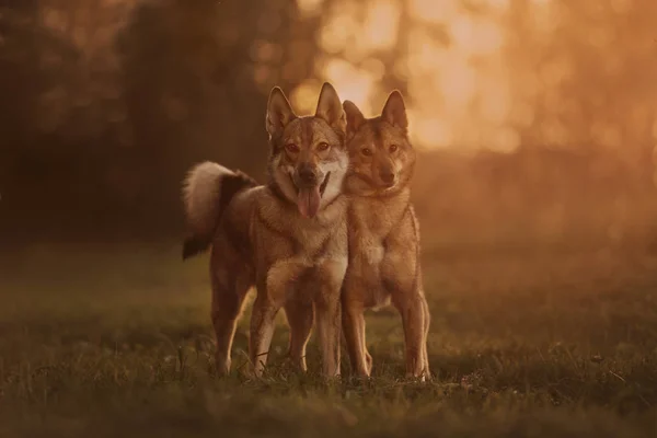 Due cani di razza mista che posano insieme al tramonto — Foto Stock