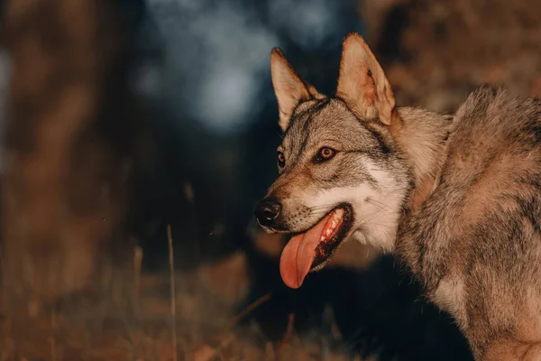 Junger Wolfshund posiert draußen im Sonnenlicht — Stockfoto