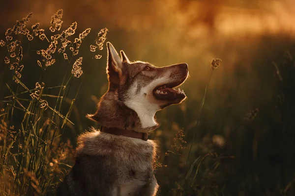 Retrato de cão de raça mista cinza em um campo ao pôr do sol — Fotografia de Stock