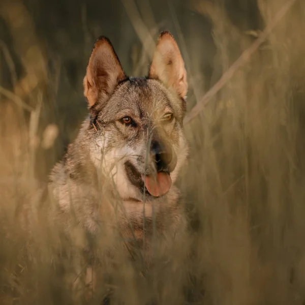 Grauer Mischlingshund im Sommer im hohen Gras — Stockfoto