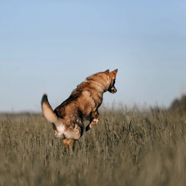 Chien de race mixte sautant dans l'herbe haute en été — Photo