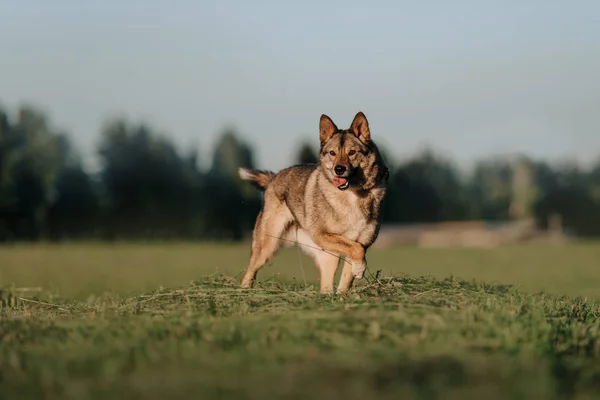 Grå blandras hund promenader på ett fält på sommaren — Stockfoto