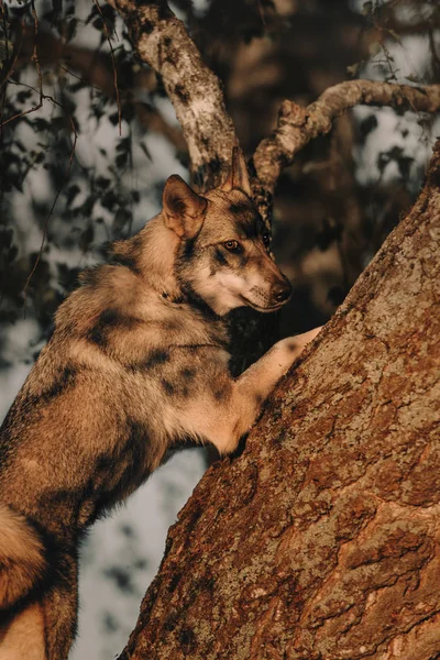 Молода сіра змішана порода собака спирається на дерево на відкритому повітрі — стокове фото