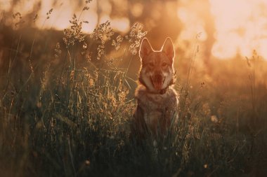 Yazın gün batımında genç kurt resmi